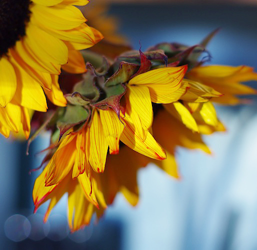 Wilting Sunflowers