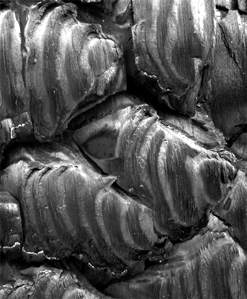 Charred Timber no. 2