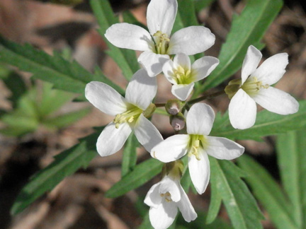 Cut-Leafed Toothwort