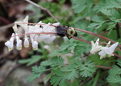 Dutchman's Breeches 