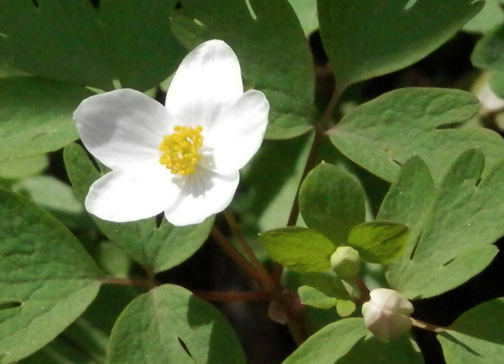False Rue Anemone 