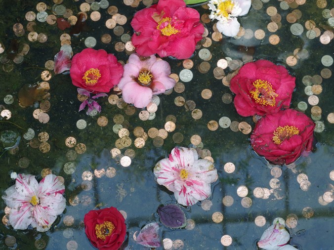 Camellias and Coins