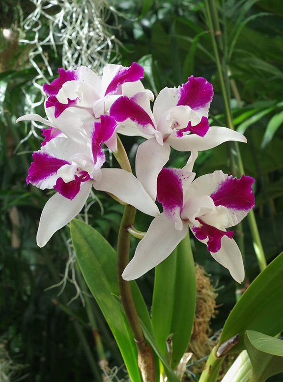 Orchid 3