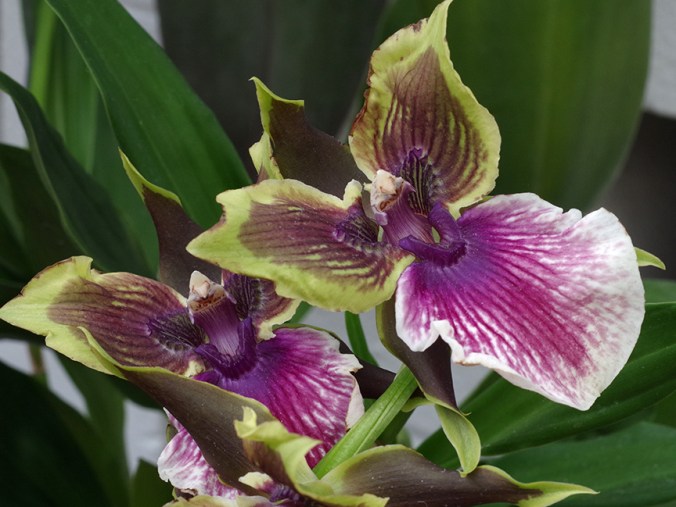 orchid2 456