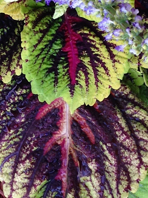Coleus