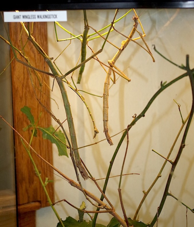 Giant Wingless Walkingsticks. There are at least seven walkingsticks in this photo.