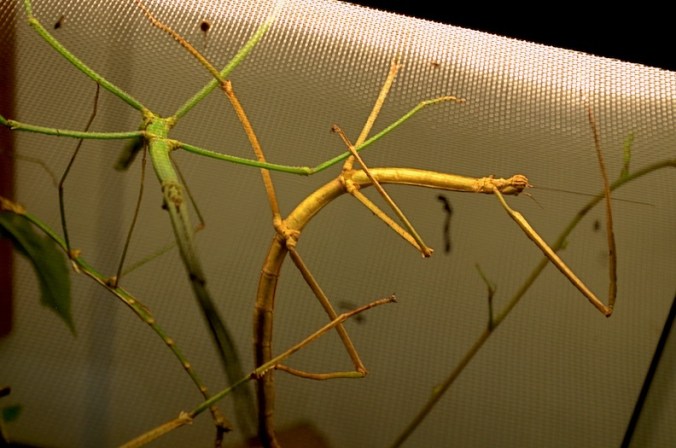 Giant Wingless Walkingsticks. Although this photo is mostly out of focus, I'm including it to show how much the insect can bend its body. These two look like they're doing a ballet.