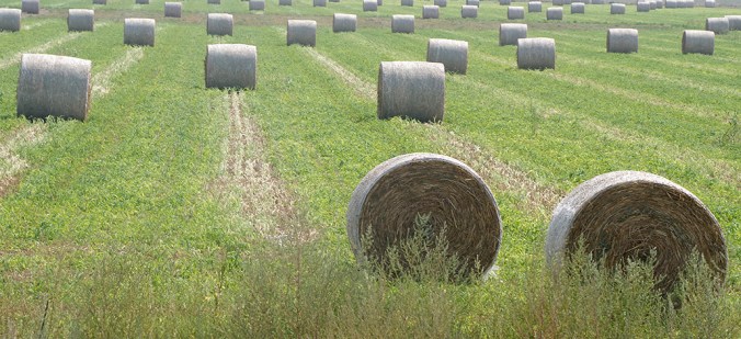 Hay bales, northwest Kansas