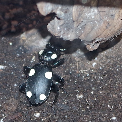 Indian Domino Beetle