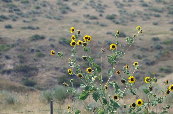 Wild sunflowers, northwest Kansas