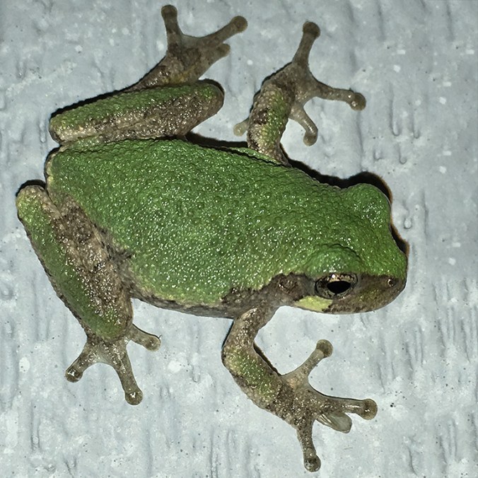 gray-treefrog-0238