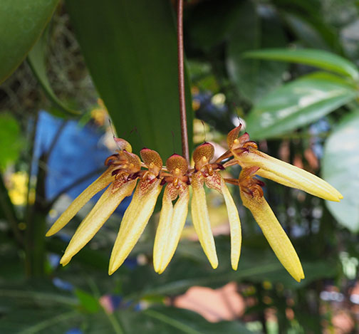 bulbophyllum-cumingii-p2060250