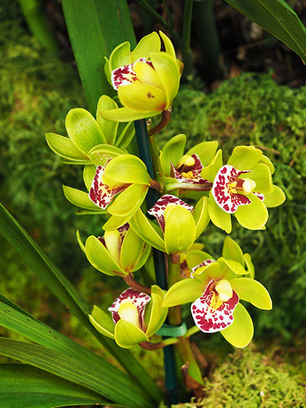 cymbidium-tom-thumb-calliope-p2060242