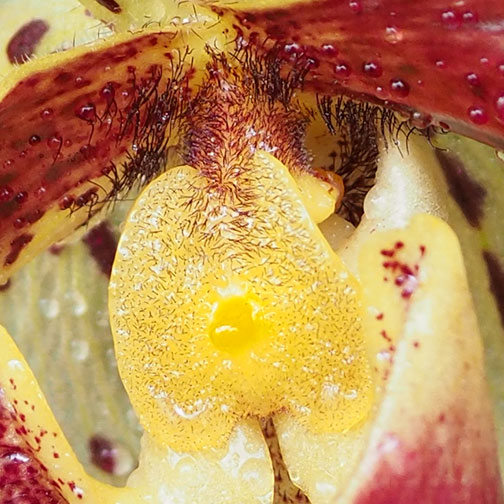 paphiopedilum-black-thorpe-cropped-p2060239