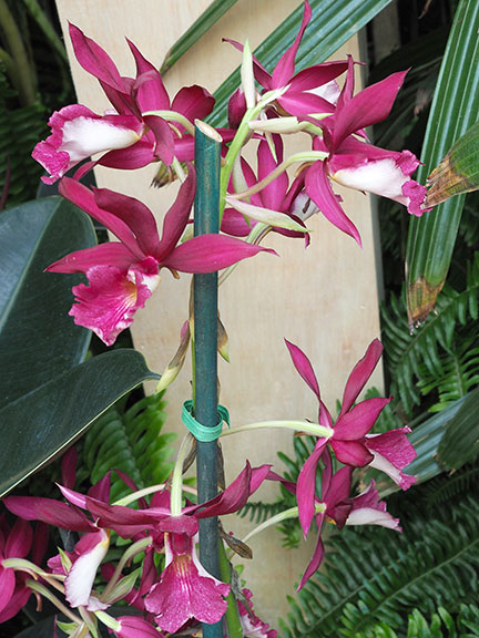 phaiocalanthe-kryptonite-ursula-p2060273