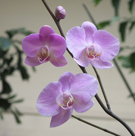 phalaenopsis-hampshire-clouds-p2060079