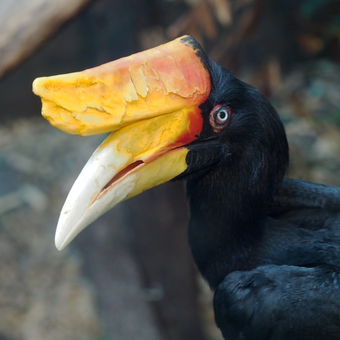 Rhinoceros hornbill