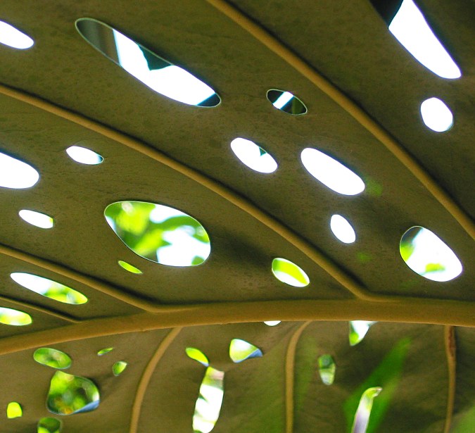 Leaf with holes