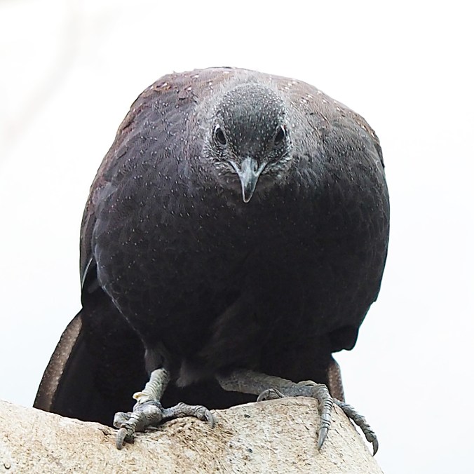 Rothschild's peacock pheasant
