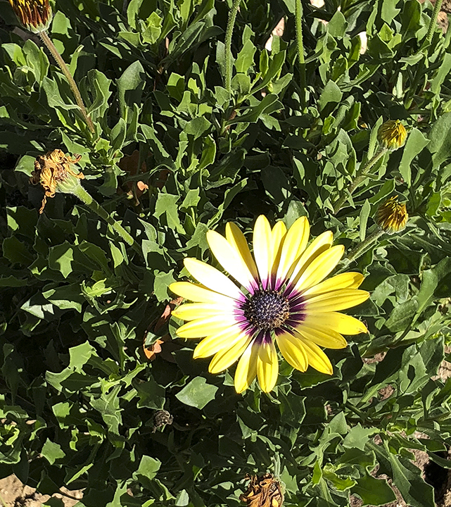 African blue-eyed daisy