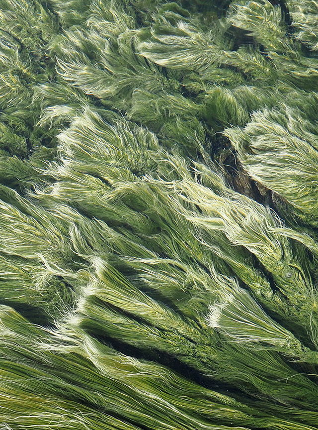 Streamers of cyanobacteria