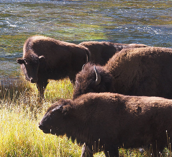 Buffalo herd by the Madison River