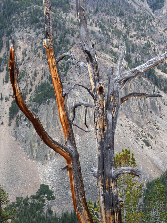 Tree against bare mountain slope