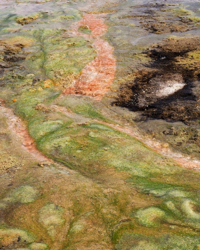 A mix of thermophilic bacteria