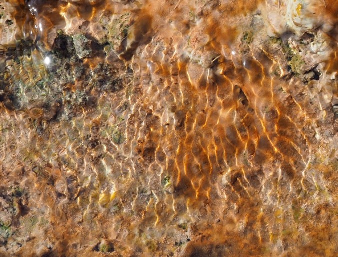 Heat-loving bacteria