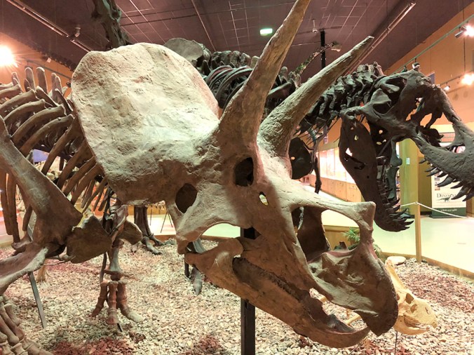 Triceratops horridus