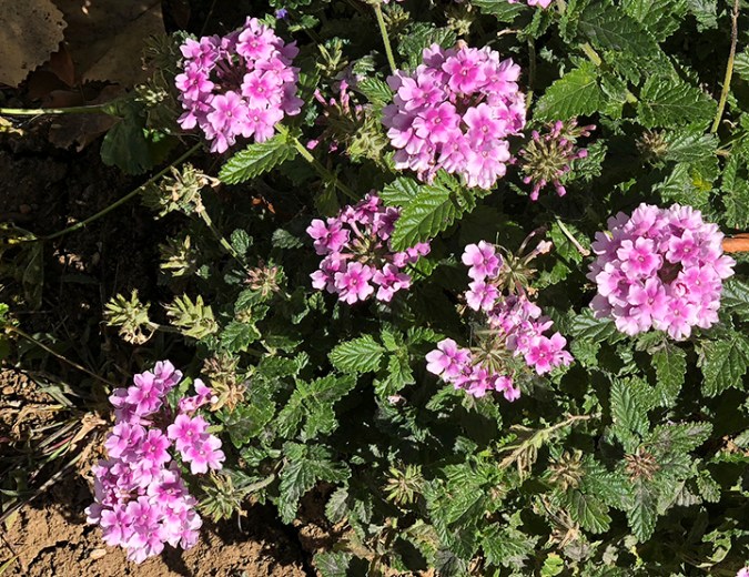 Verbena