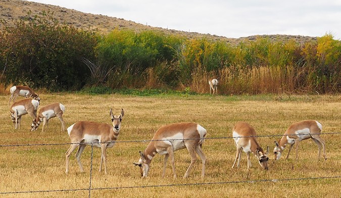Pronghorn antelope, Fort Washakie, Wyoming
