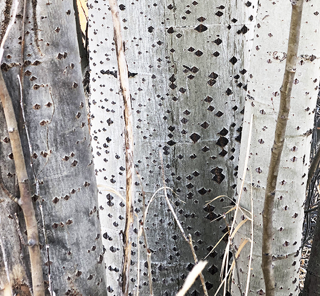 Aspens cropped